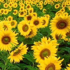Sarı Renkli Günebakan Ayçiçeği Tohumu(50 tohum)
