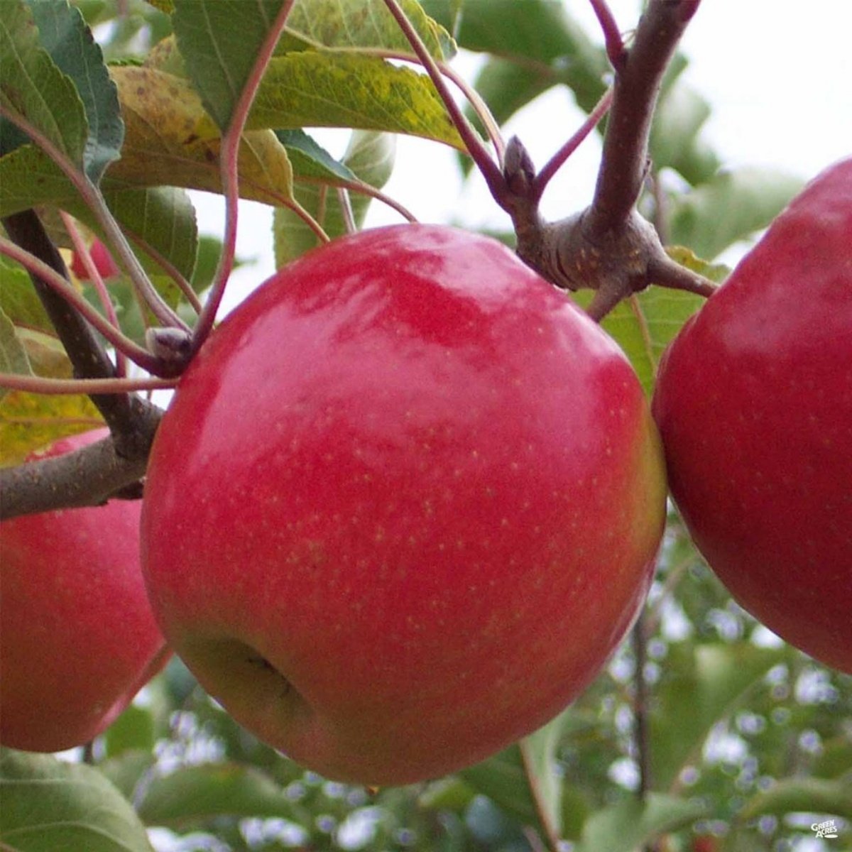 Tüplü Aşılı Hoş Kokulu Aromatik Verimli Pink Lady Elma Fidanı