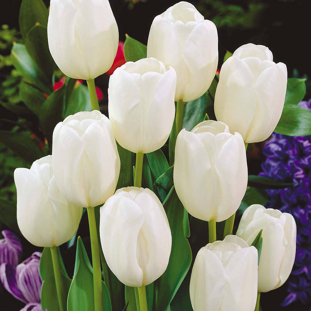 Beyaz White Heaven Lale Soğanı (5 adet)