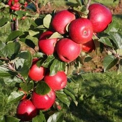 Tüplü Aşılı Sert Sulu Bol Verimli Fuji Kiku Elma Fidanı