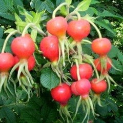 Rosa Rugoso Holanda Tipli Kuşburnu Tohumu(20 tohum)