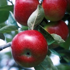 Tüplü Aşılı Erkenci Yazlık Early Red One Elma Fidanı
