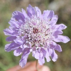 Uyuz Otu Scabiosa Çiçeği Tohumu(20 tohum)