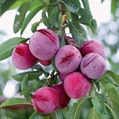Tüplü Aşılı Verimli Santa Rosa Siyah Japon Erik Fidanı