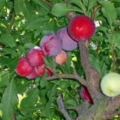 Tüplü Aşılı Aromatik Verimli Pioneer Siyah Japon Erik Fidanı