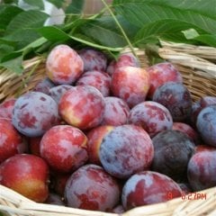 Tüplü Aşılı Aromatik Yüksek Verimli Laetitia Japon Erik Fidanı