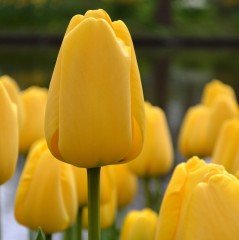 Özel Golden Apeldoorn Altın Sarı Lale Soğanı (5 adet)
