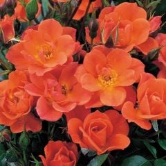 Tüplü Koleksiyonluk Nadir Kordes Saffron Turuncu Sarmaşık Yediveren Gül Fidanı