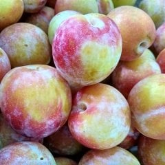 Tüplü Aşılı Geçci Yüksek Verimli October Sun Japon Erik Fidanı