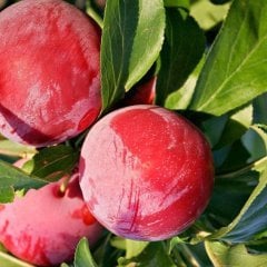 Tüplü Aşılı Geçci İri Bol Verimli Autumn Giant Japon Erik Fidanı