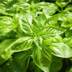 İri Yapraklı İtalyan Fesleğen Tohumu (1 kg)