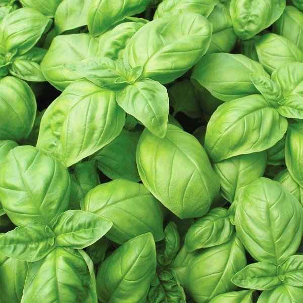 Bol Verimli Fesleğen Tohumu (100 gram)