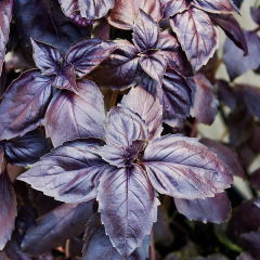 Purble Fesleğen Tohumu (100 gram)