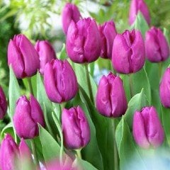 Purple Prince Lale Soğanı (5 adet)
