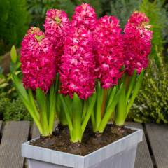 Jan Boss Sümbül Hyacinthus Soğanı (3 adet)