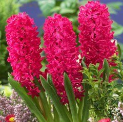 Jan Boss Sümbül Hyacinthus Soğanı (3 adet)
