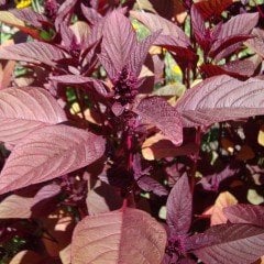 Red Amarant Tohumu (100 tohum)