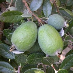 Tüplü Nadir Bulunan Feijoa (Kaymak Ağacı) Fidanı