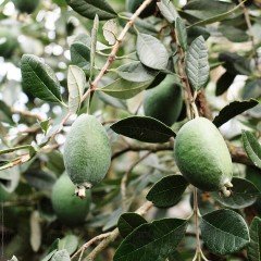 Tüplü Nadir Bulunan Feijoa (Kaymak Ağacı) Fidanı