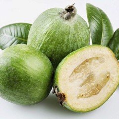 Tüplü Nadir Bulunan Feijoa (Kaymak Ağacı) Fidanı
