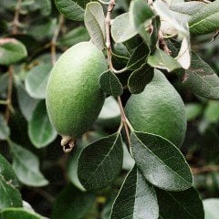 Tüplü Nadir Bulunan Feijoa (Kaymak Ağacı) Fidanı