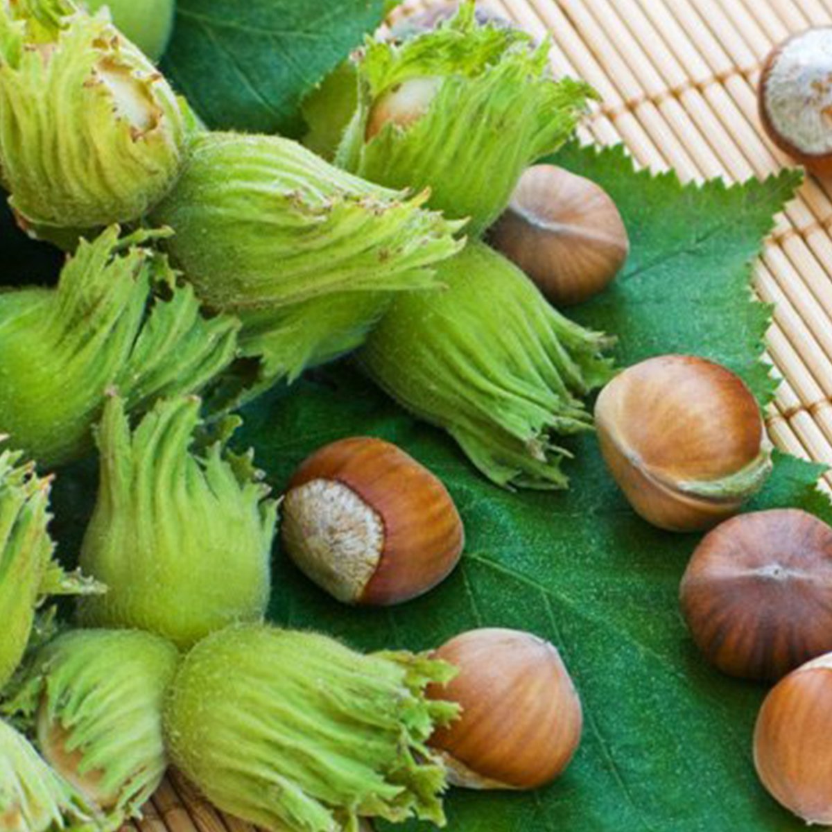 Tüplü Ordu Çakıldak Fındık Fidanı