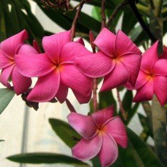 Tüplü Nadir Bulunan Pembe Plumeria Amerikan Fulu Fidanı (80-180 cm)