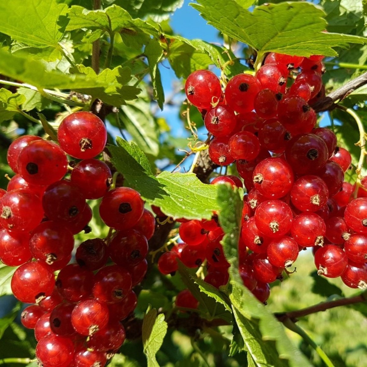 Tüplü Red Lake Kırmızı Frenk Üzümü Fidanı