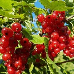 Tüplü Red Lake Kırmızı Frenk Üzümü Fidanı