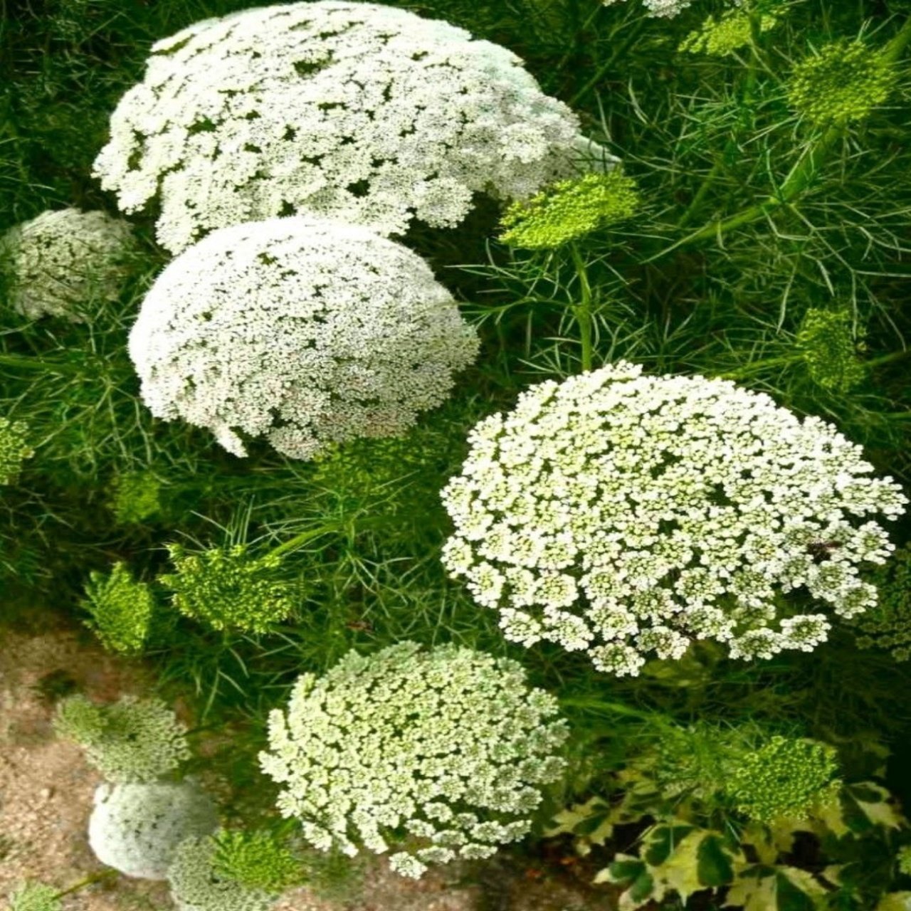 Ammi Majus Diş Otu Tohumu(20 tohum)