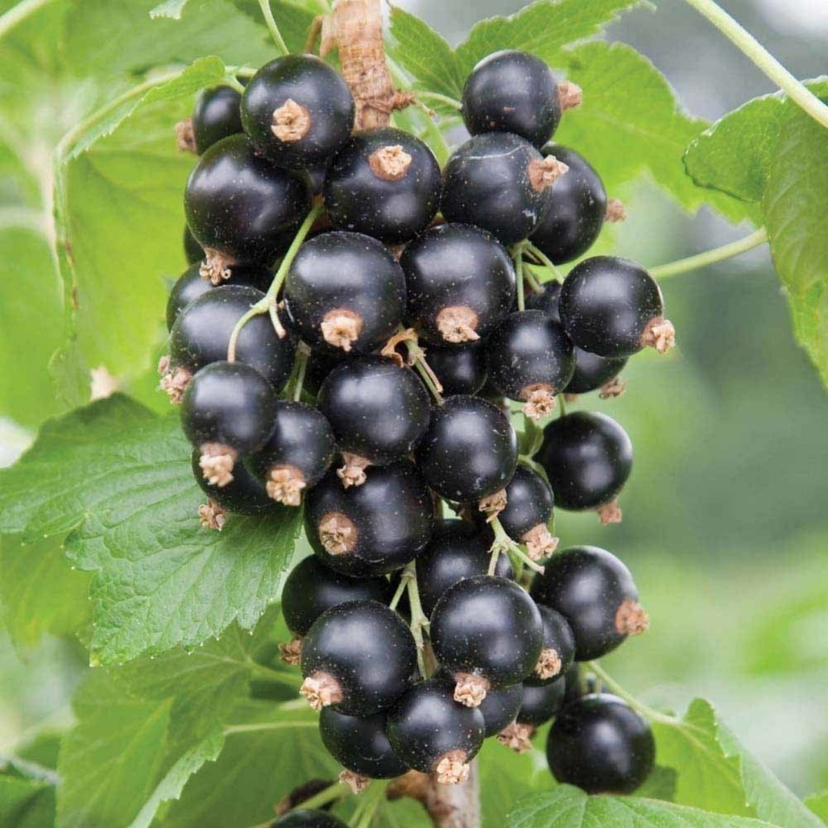 Tüplü Rosenthals Siyah Frenk Üzümü Fidanı (4 Yaş)