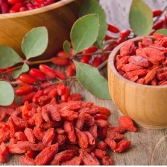 Tüplü Meyve Verme Yaşında Goji Berry Kurt Üzümü Fidanı