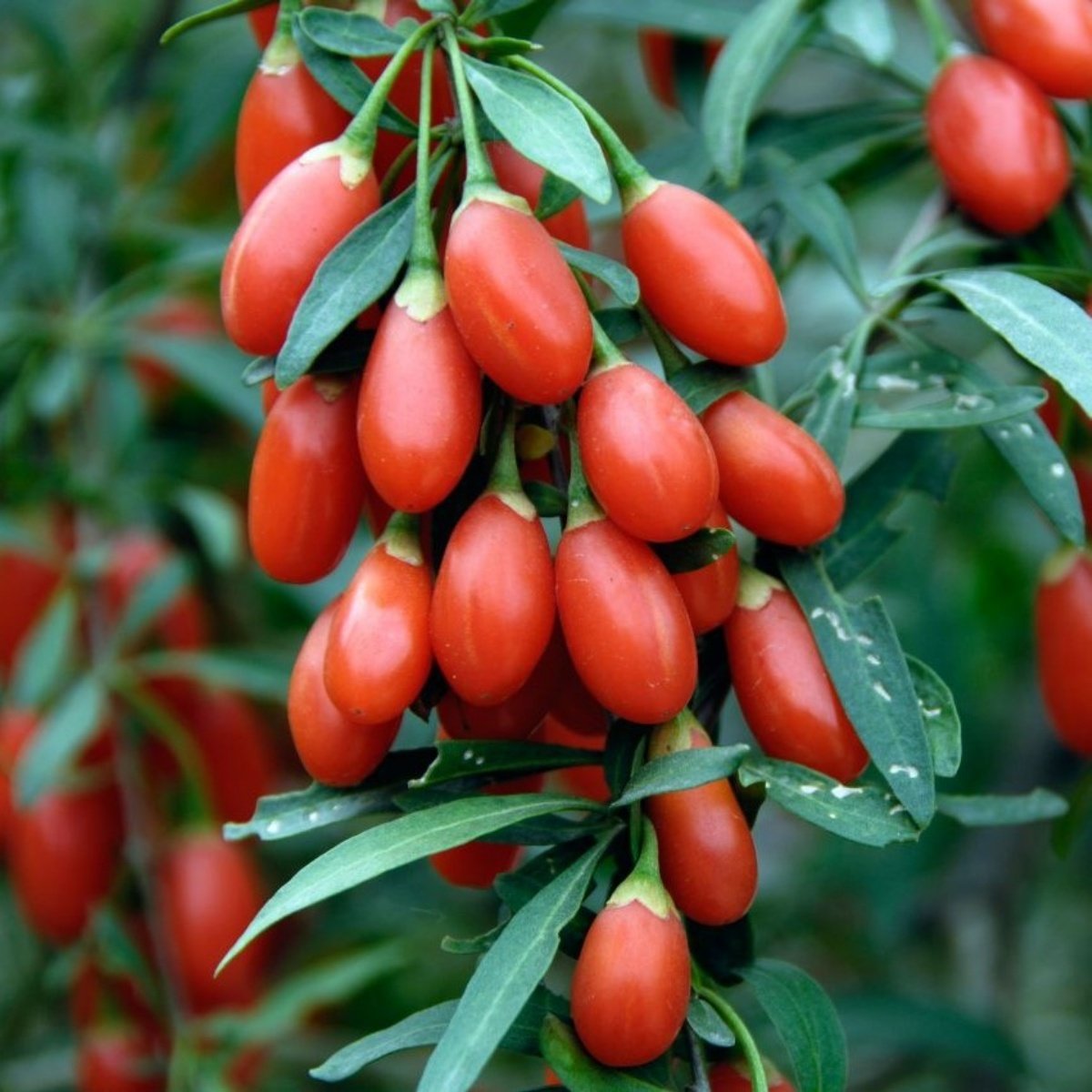 Tüplü Meyve Verme Yaşında Goji Berry Kurt Üzümü Fidanı