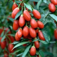 Tüplü Meyve Verme Yaşında Goji Berry Kurt Üzümü Fidanı