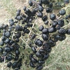 Tüplü Meyve Verme Yaşında Nadir Siyah Goji Berry Fidanı (Sınırlı Stok)