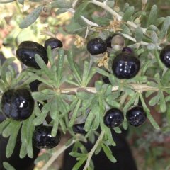 Tüplü Meyve Verme Yaşında Nadir Siyah Goji Berry Fidanı (Sınırlı Stok)
