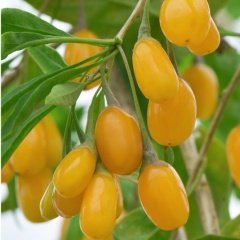 Tüplü Nadir Altuni Amber Sweet Sarı Goji Berry Fidanı (Sınırlı Stok)