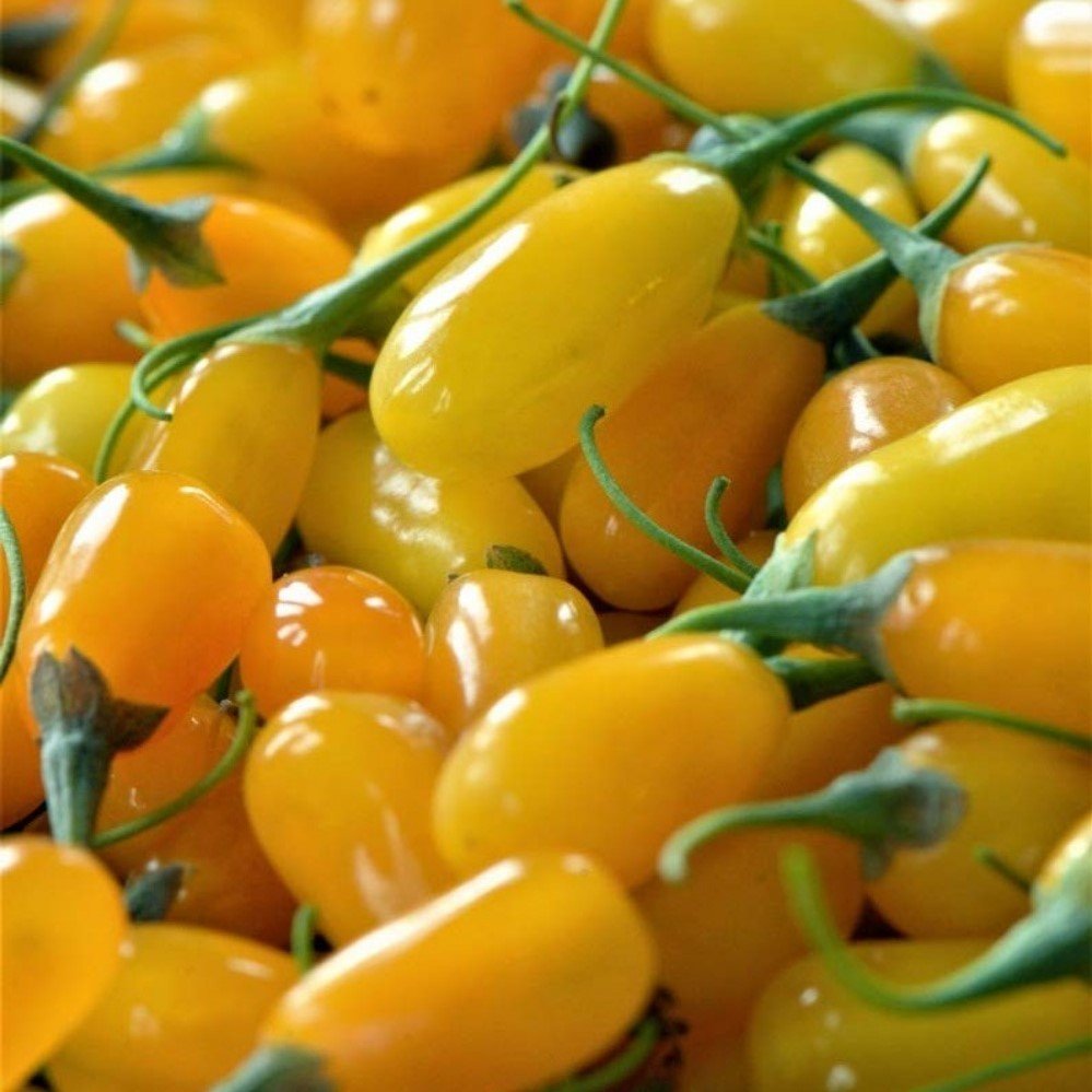 Tüplü Nadir Altuni Amber Sweet Sarı Goji Berry Fidanı (Sınırlı Stok)