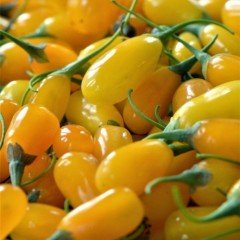 Tüplü Nadir Altuni Amber Sweet Sarı Goji Berry Fidanı (Sınırlı Stok)