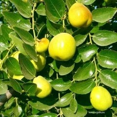 Tüplü Meyve Verme Yaşında Çok Dallı Hünnap Fidanı(200-250 cm)