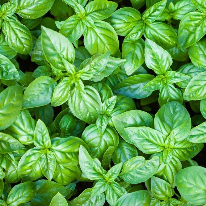 Geniş İri Yapraklı Genovese Fesleğen Tohumu (250 tohum)