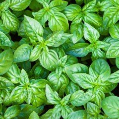 Geniş İri Yapraklı Genovese Fesleğen Tohumu (250 tohum)