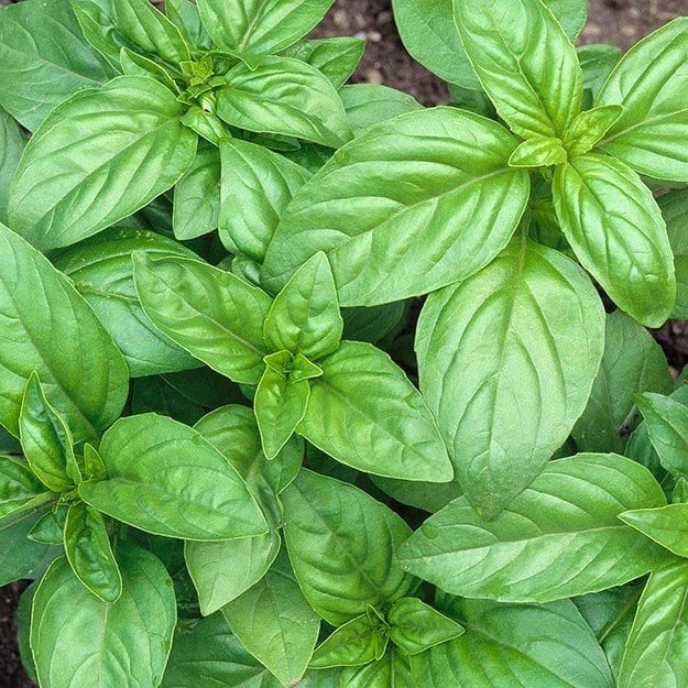 Geniş Yaprakllı Genovese Fesleğen Tohumu (200 tohum)