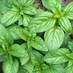 Geniş Yaprakllı Genovese Fesleğen Tohumu (200 tohum)