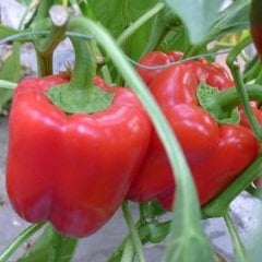 Red Kaliforniya Wonder Tatlı Kırmızı Dolmalık Biber Fidesi (4 Adet)