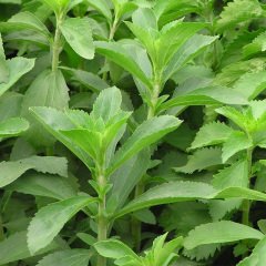 Natural Şeker Otu Stevia Tohumu (40 tohum)