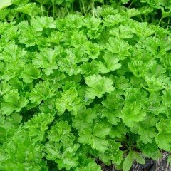 Curly Kıvırcık Maydanoz Fidesi (5 adet)