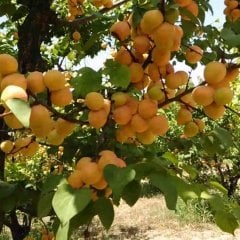 Tüplü Aşılı Erkenci Procede Thyrınte (Trintina) Kayısı Fidanı