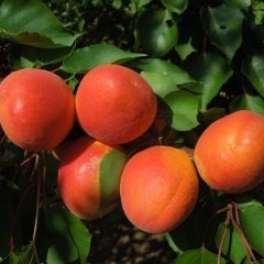 Tüplü Aşılı Roksana (Roxana) Kayısı Fidanı