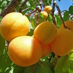 Tüplü Aşılı Leziz Şekerpare Kayısı Fidanı